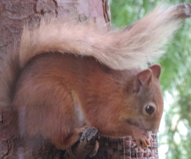 Red squirrel