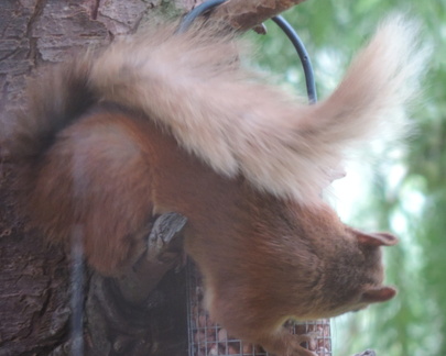 Red squirrel