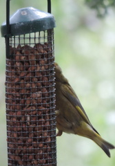 Bird at feeder