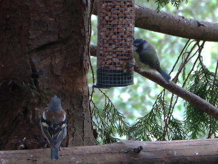 Birds
