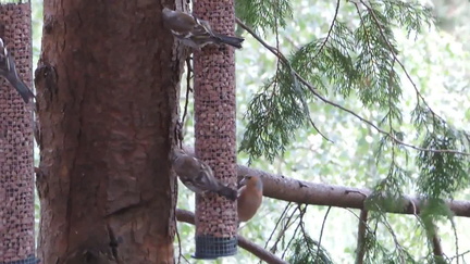 Birds