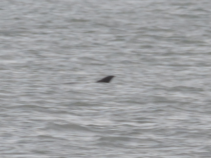 Dolphin