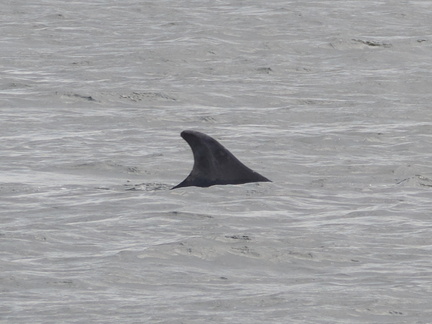 Dolphin