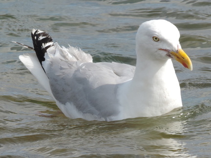 Seagull