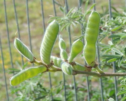 Seed pods