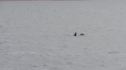 Dolphins