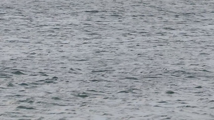 27-Dolphins