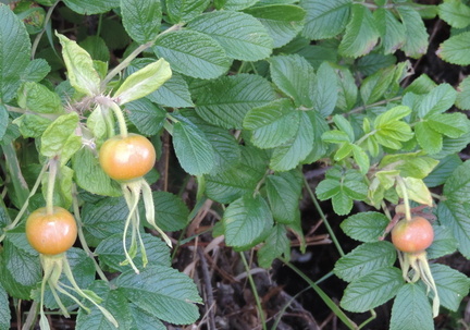 Rose hips