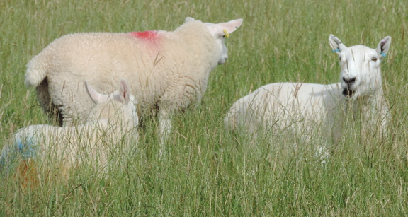 Sheep