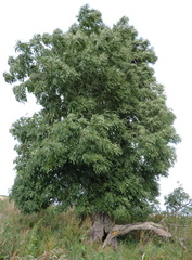 Hollow tree