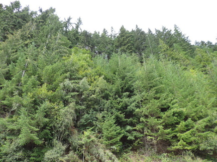 Trees