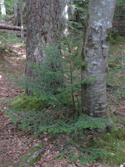 Small tree