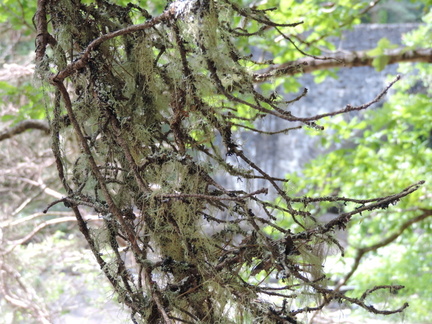 Lichen