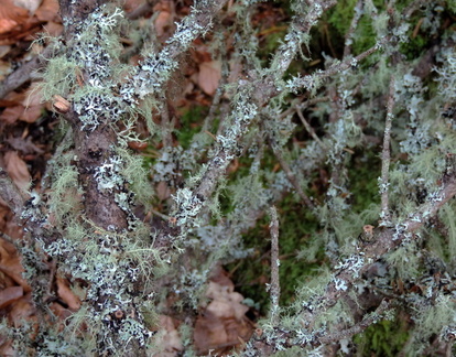 Lichen