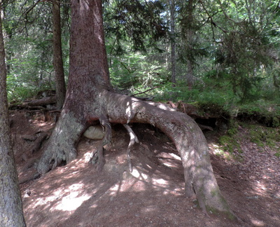 Wonky tree
