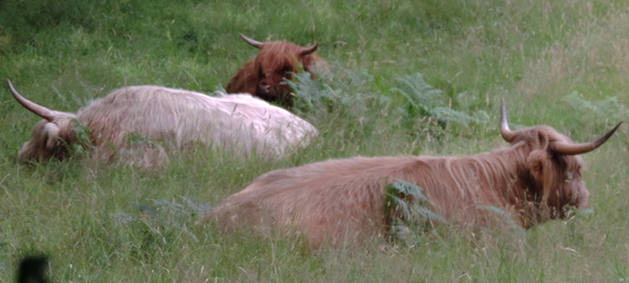 Highland Cattle