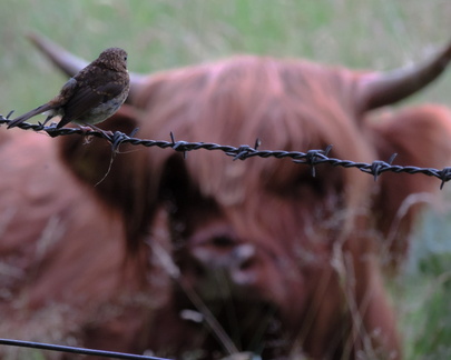 Bird meets cow