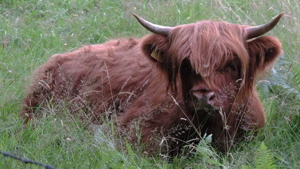 Cow