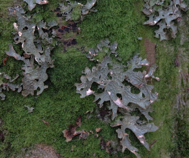 Lichen