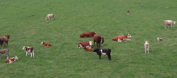 Cattle
