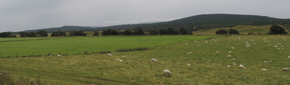 Sheep