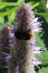 Bee