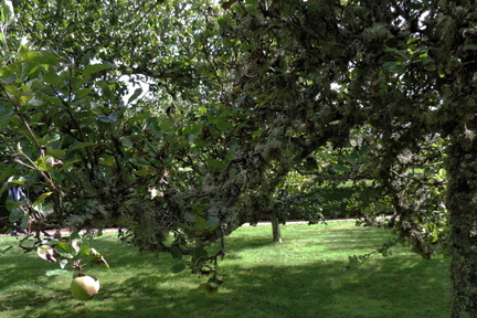 Apple tree