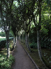 Avenue