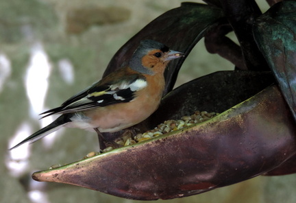 Bird