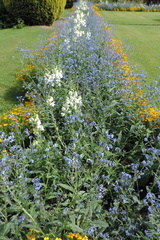 Wild flowers