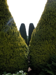 Between the trees