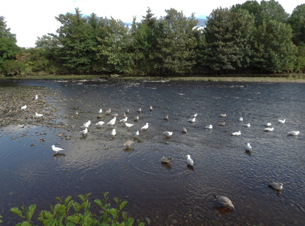 Gulls