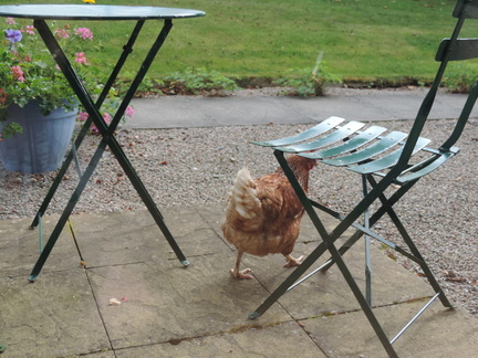 Chicken