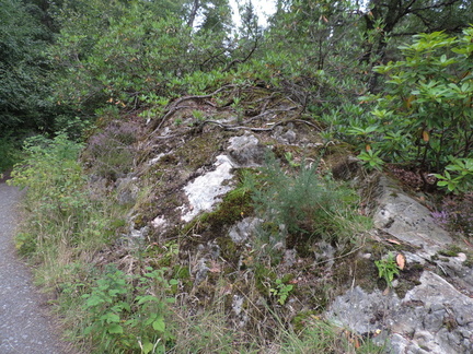 Rock