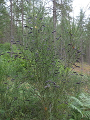 Pods