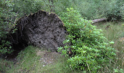 Toppled tree