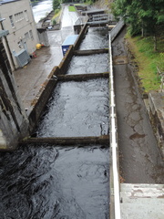 Salmon ladder