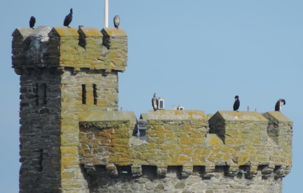Birds