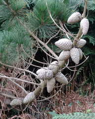 Cones