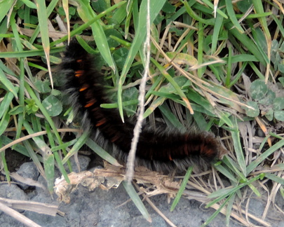 Caterpillar