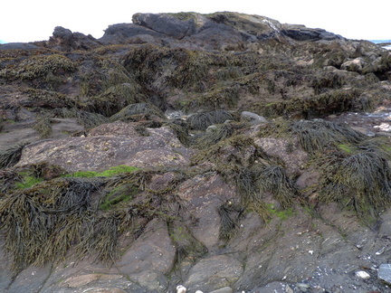 Seaweed