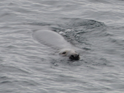 Seal