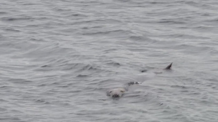 Seal