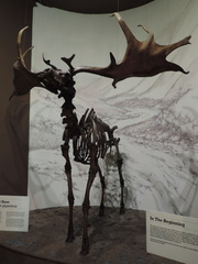 Deer skeleton
