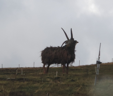 Manx Sheep