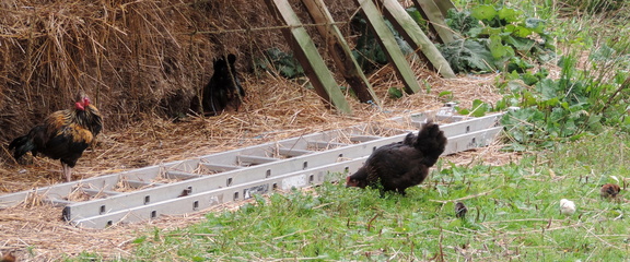 Chickens