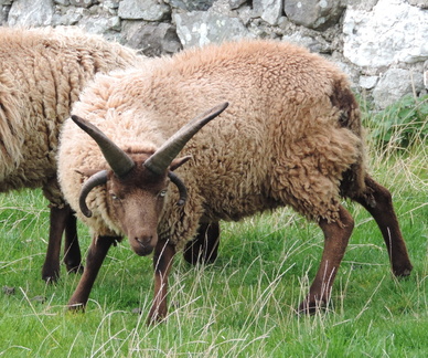 Manx Sheep