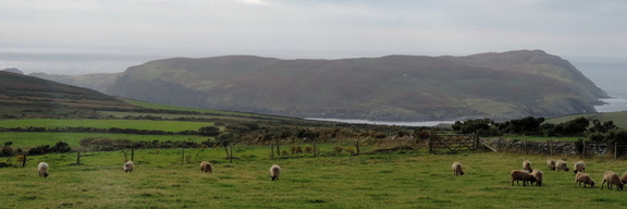Calf of Man