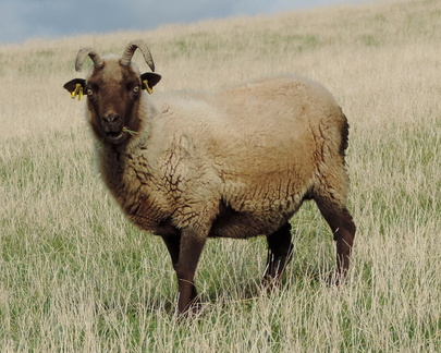 Sheep
