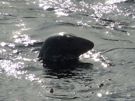 Seal
